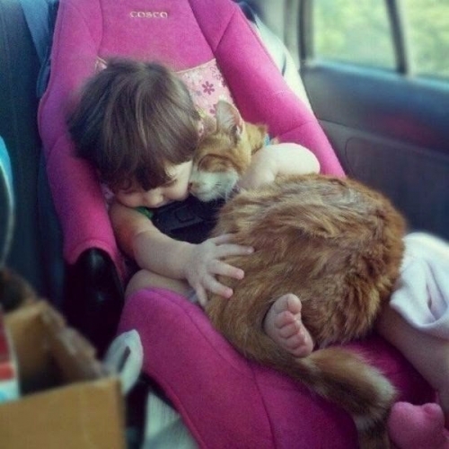 Котовторник