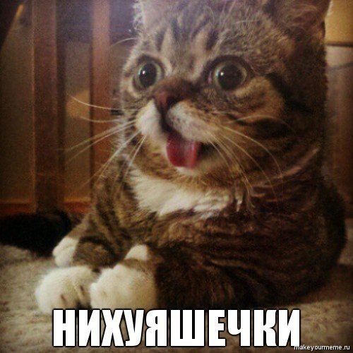 Не все котики одинаково фотогеничны