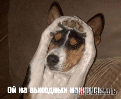 СОБАКИ и ЩЕНКИ. Все про собак!