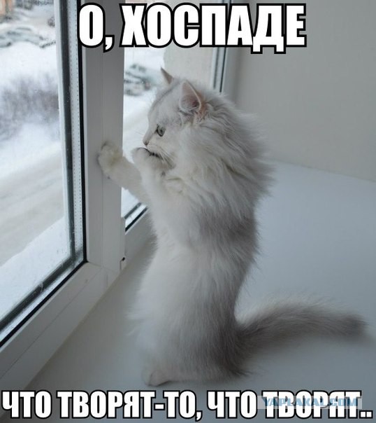 Удивление по-кошачьи