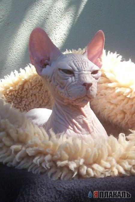 Коты, кошки, котята