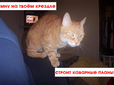 Котовторник!