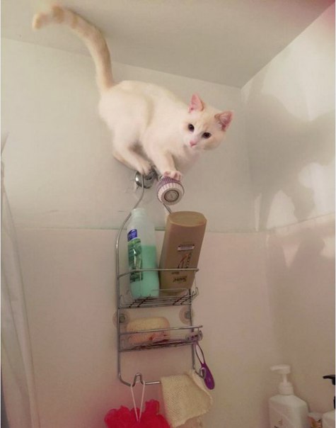 Мохнатые беспредельщики