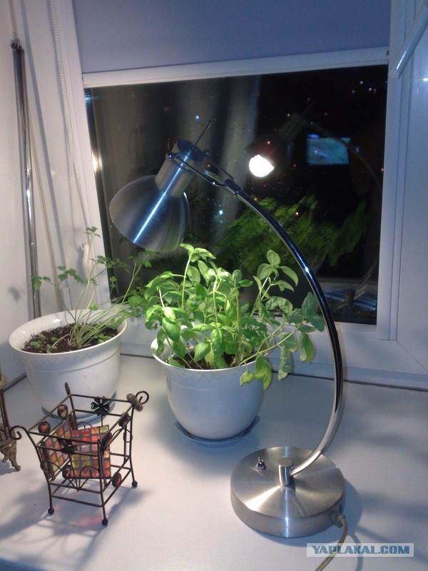 Кальмары (Three Cup Squid)