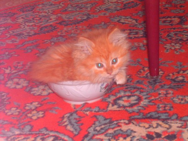 Котовторник на ЯПе! (12.02.08), Ураааа!