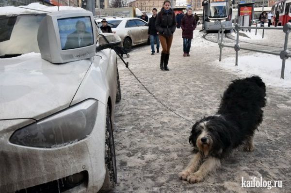 Прикольные животные