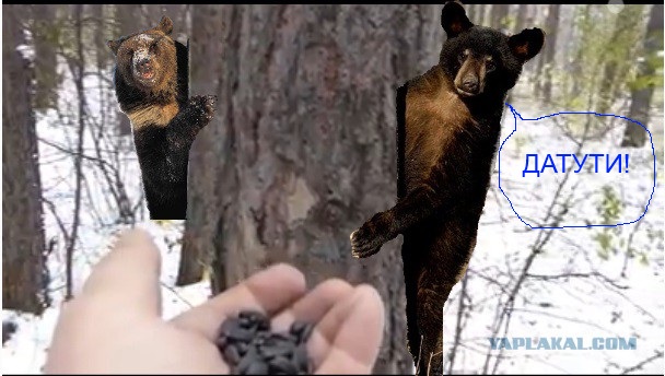 Семки есть. Подходите, угощайтесь!