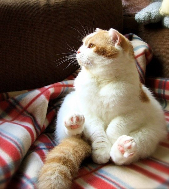Коты из сети