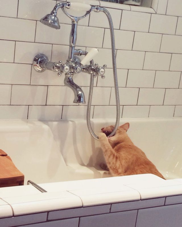 Коты из сети