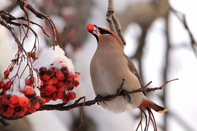 Самые смешные животные