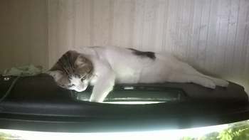 Котовторник 21.02.2017