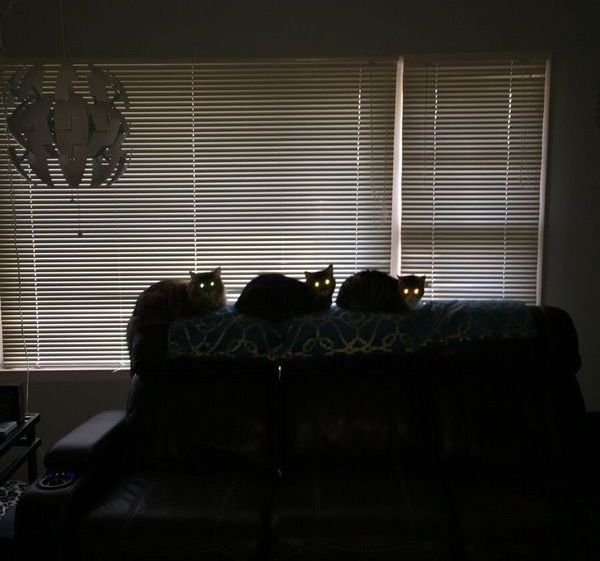 Коты и Кошки