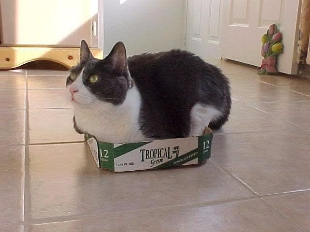 Коты и Кошки