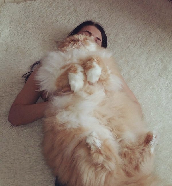 Коты и Кошки