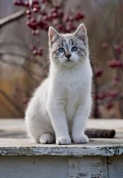 Коты и Кошки