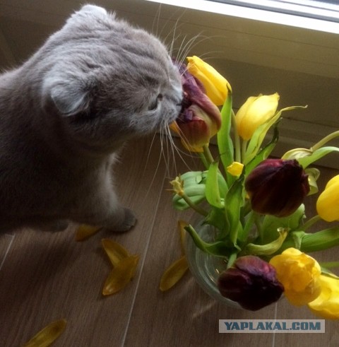 Котовторник 13.03.2018