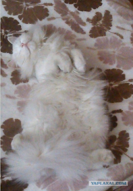 Котовторник