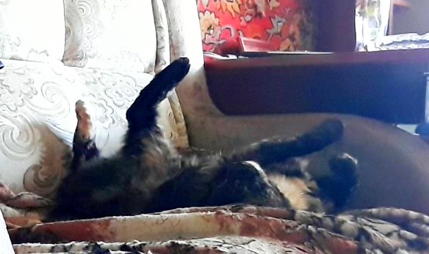 Котовторник 05.06.2018