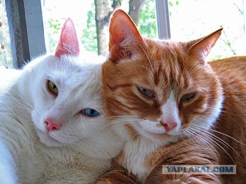 Даёшь Котовторник на ЯПе! (29.07.08)