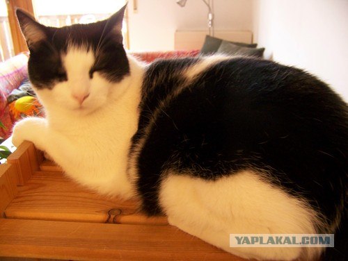 Котовторник (16.09.08)