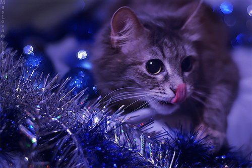 Новогодний КОТОВТОРНИК!