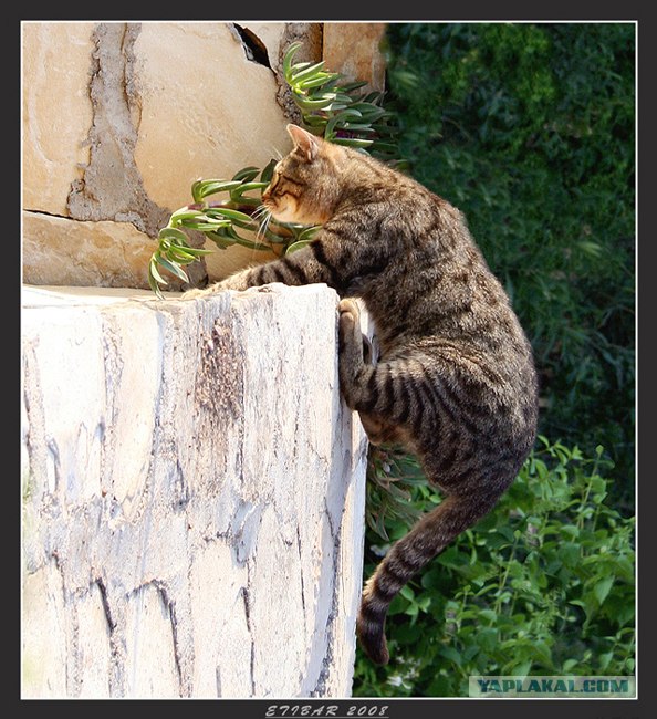 Забыли котовторник? А вот он!