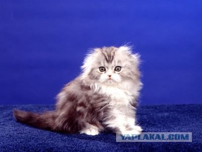 Котовторник на ферме (65 фот)