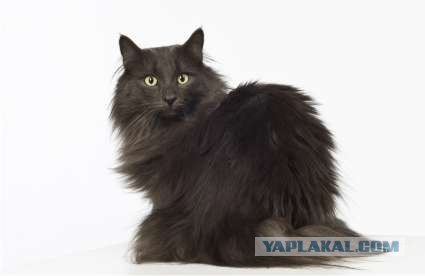Котосреда (06.05.2009)