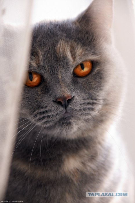 Котовторник на 22 июня