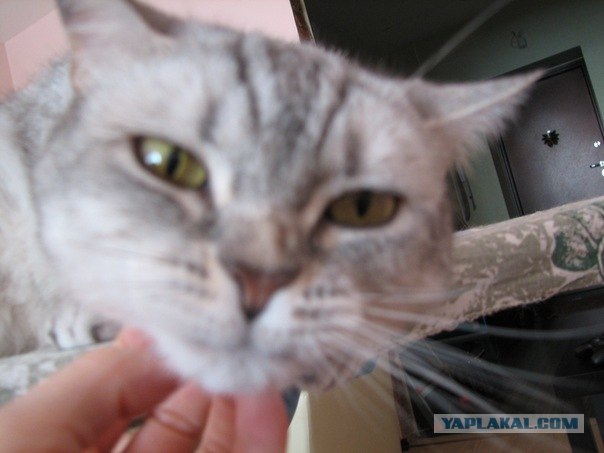 Котовторник (21.02.2012)