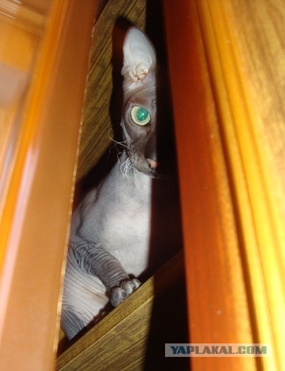 Котовторник  от 3.04.2012
