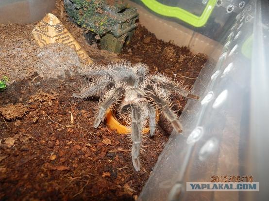 Жаль, что нет паукочетверга