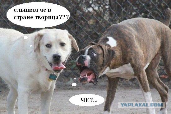 Фотожаба: Две собаки
