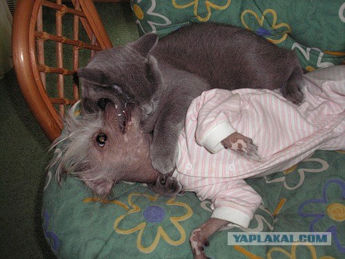 Лучшие Друзья