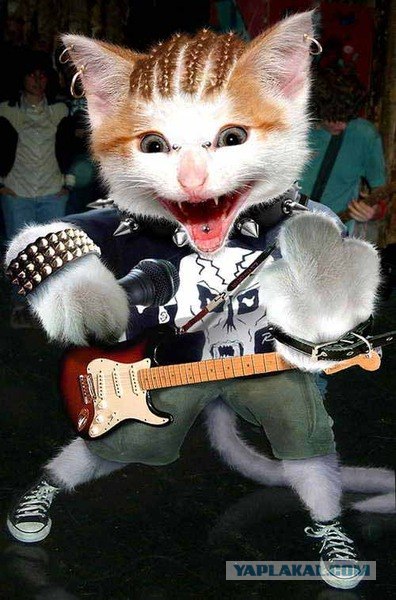 DJ Коты