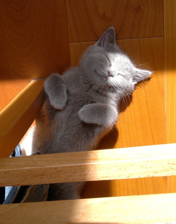 Всемирный день кошек