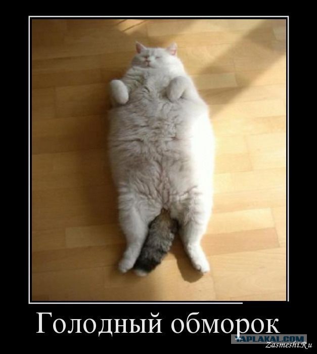До чего доводит жадность