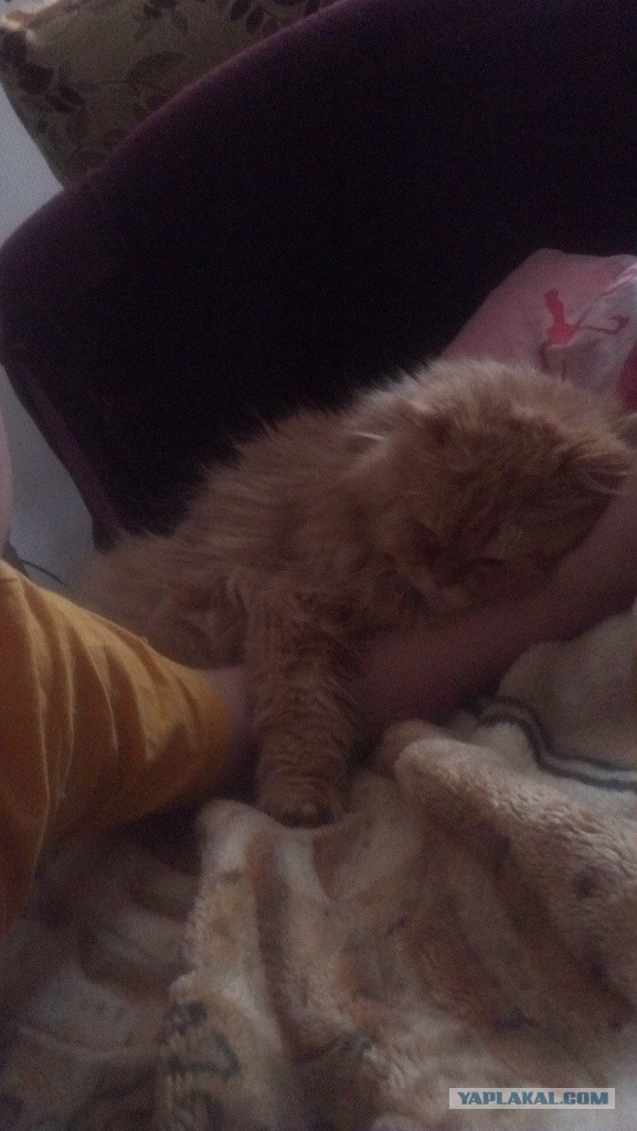 Наглость - второе счастье