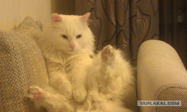 Кошка сидит