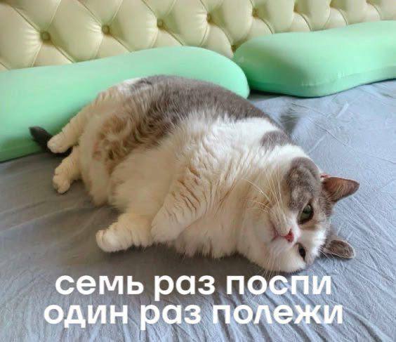 К котовторнику: подборка картинок-баянов с котиками и про котиков. Выпуск 12