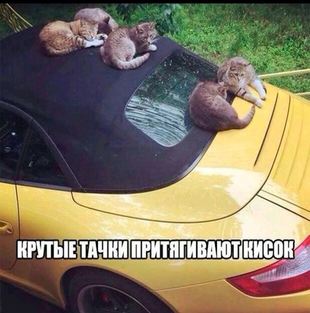 К котовторнику: подборка картинок-баянов с котиками и про котиков. Выпуск 19.
