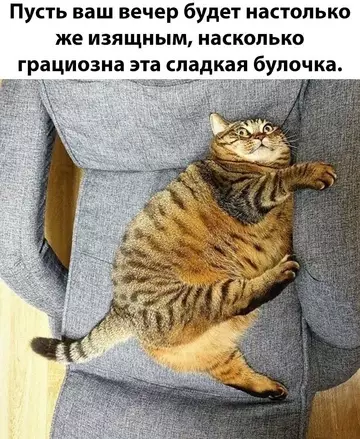 К котовторнику: подборка картинок-баянов с котиками и про котиков. Выпуск 31.