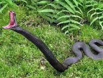 Габонская гадюка