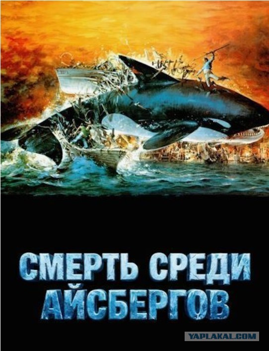 Косатки и люди