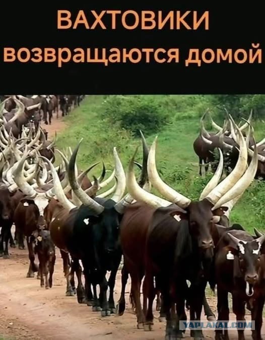 Так себе картинки 29.09.26