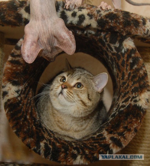 Невыразительные коты