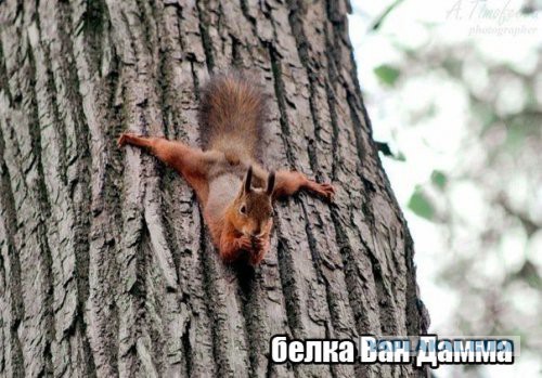 Ченнинг Татум: пародия на Жан-Клода Ван Дамма