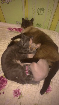 Котовторник 04.03.2014