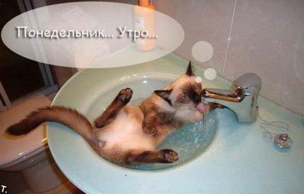 Черный волк