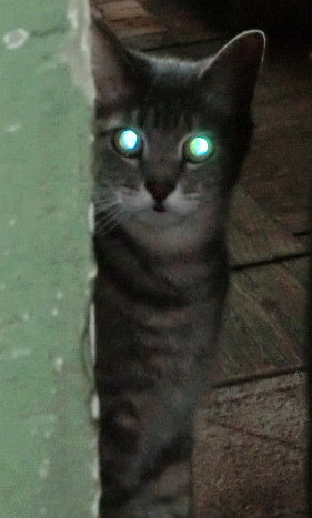 Котовторник 29.04.14.